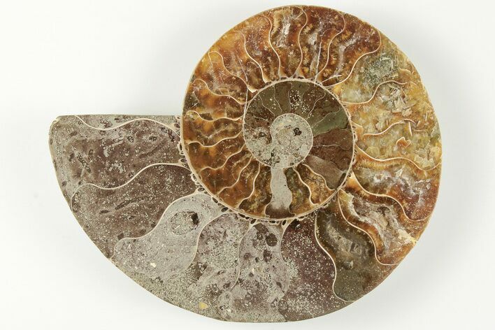 Bargain, Cut & Polished Ammonite Fossil (Half) - Madagascar #200062